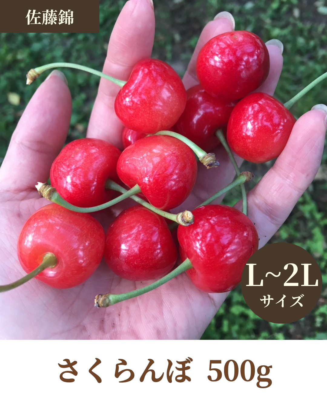 【予約注文】佐藤錦  500g ＜L~2Lサイズ＞ (税込価格)