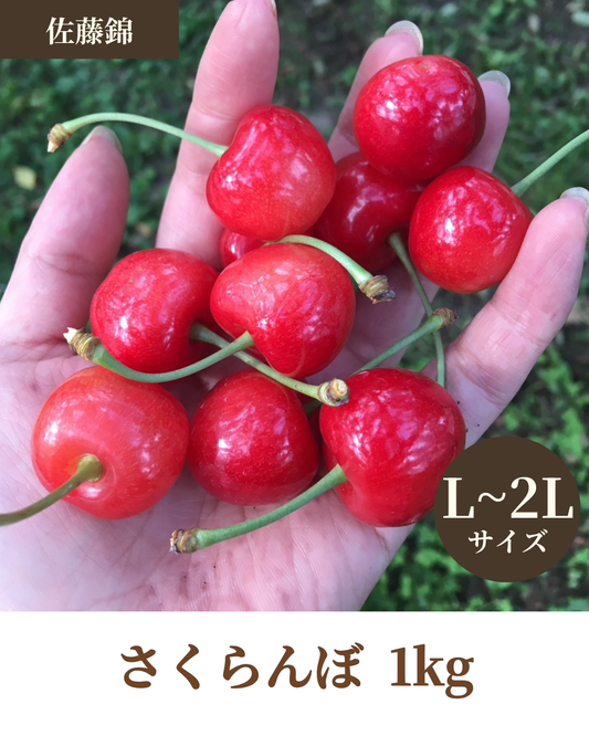 【予約注文】佐藤錦 1kg <L~2Lサイズ> (税込価格)